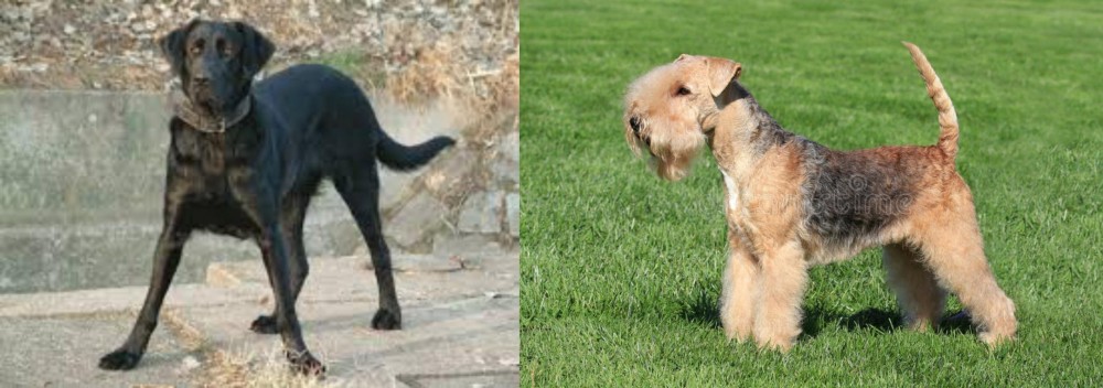 Lakeland Terrier vs Cao de Castro Laboreiro - Breed Comparison