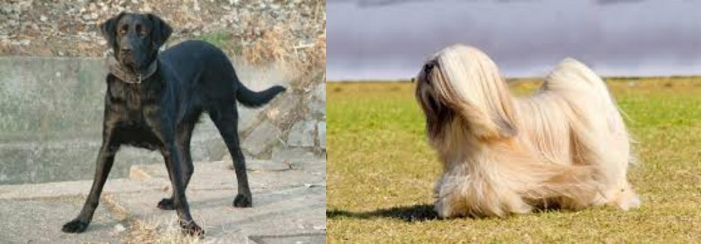 Lhasa Apso vs Cao de Castro Laboreiro - Breed Comparison