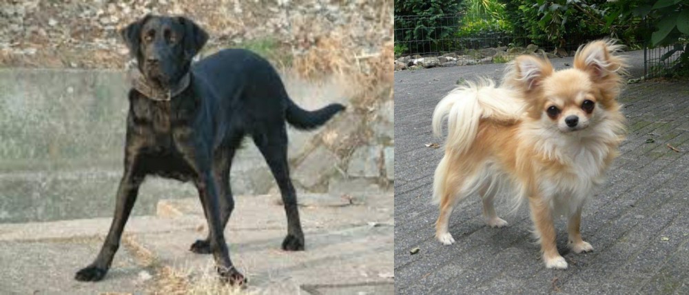 Long Haired Chihuahua vs Cao de Castro Laboreiro - Breed Comparison