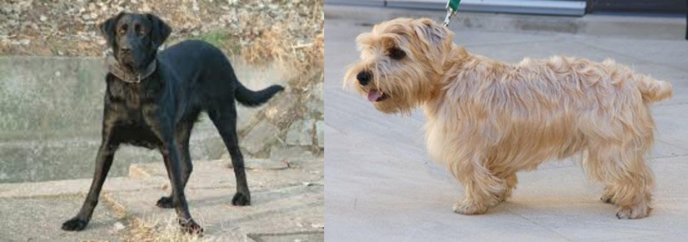 Lucas Terrier vs Cao de Castro Laboreiro - Breed Comparison