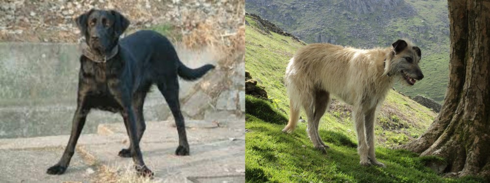 Lurcher vs Cao de Castro Laboreiro - Breed Comparison