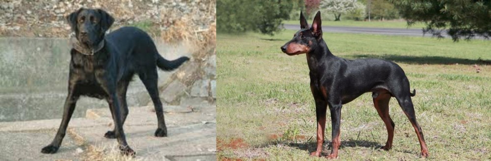 Manchester Terrier vs Cao de Castro Laboreiro - Breed Comparison