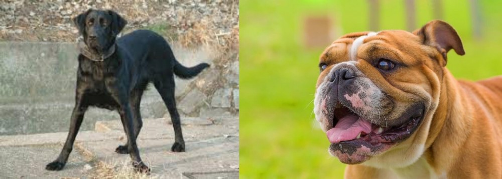 Miniature English Bulldog vs Cao de Castro Laboreiro - Breed Comparison