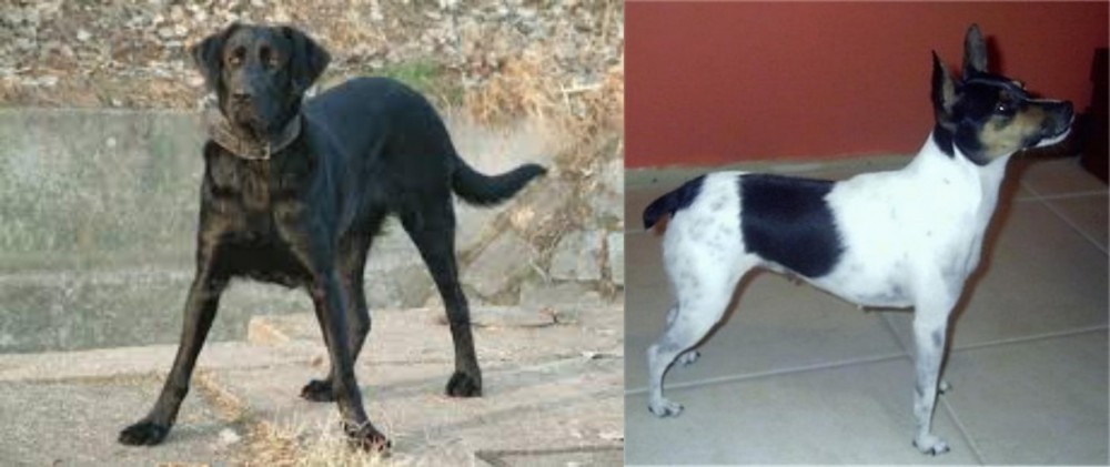 Miniature Fox Terrier vs Cao de Castro Laboreiro - Breed Comparison