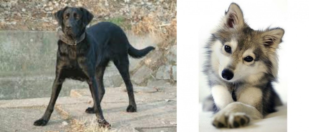 Miniature Siberian Husky vs Cao de Castro Laboreiro - Breed Comparison
