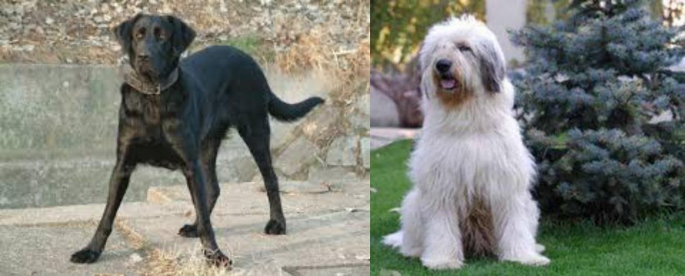 Mioritic Sheepdog vs Cao de Castro Laboreiro - Breed Comparison