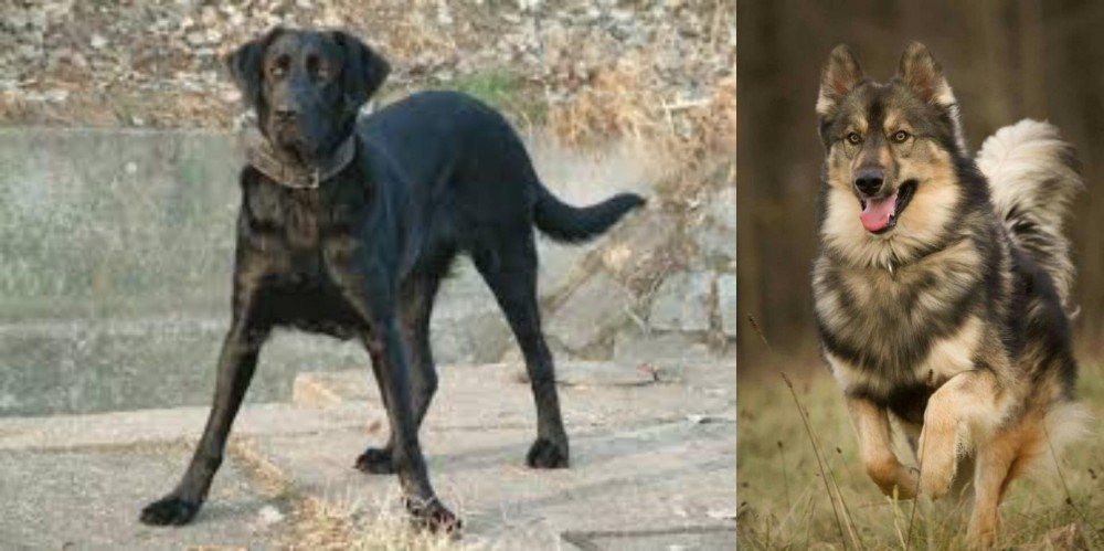 Native American Indian Dog vs Cao de Castro Laboreiro - Breed Comparison