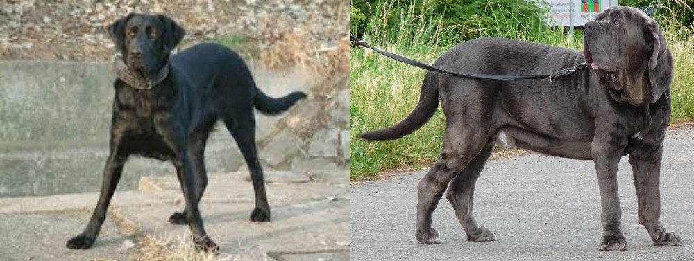 Neapolitan Mastiff vs Cao de Castro Laboreiro - Breed Comparison