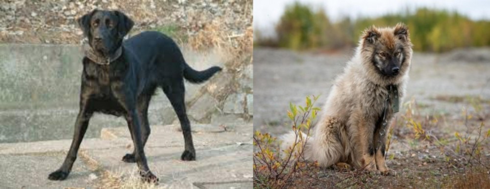 Nenets Herding Laika vs Cao de Castro Laboreiro - Breed Comparison