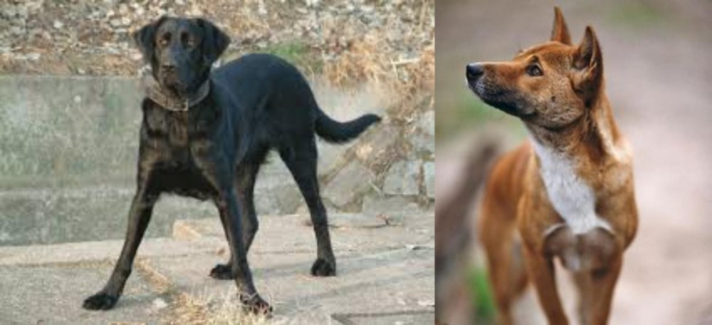 New Guinea Singing Dog vs Cao de Castro Laboreiro - Breed Comparison