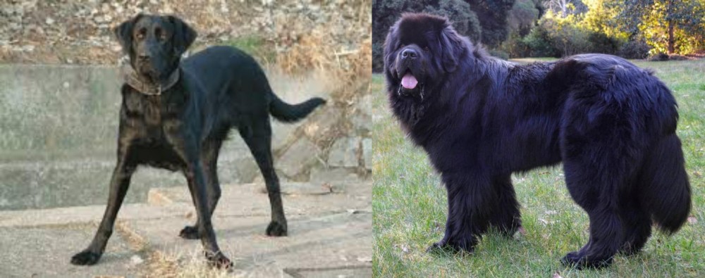 Newfoundland Dog vs Cao de Castro Laboreiro - Breed Comparison