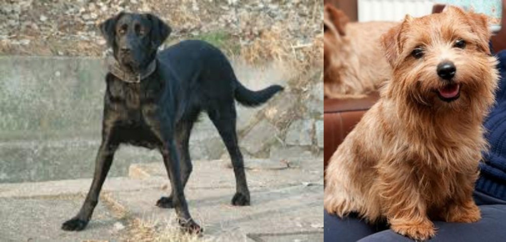 Norfolk Terrier vs Cao de Castro Laboreiro - Breed Comparison