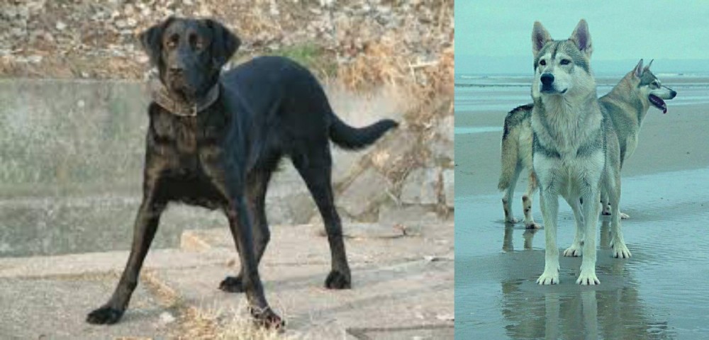 Northern Inuit Dog vs Cao de Castro Laboreiro - Breed Comparison