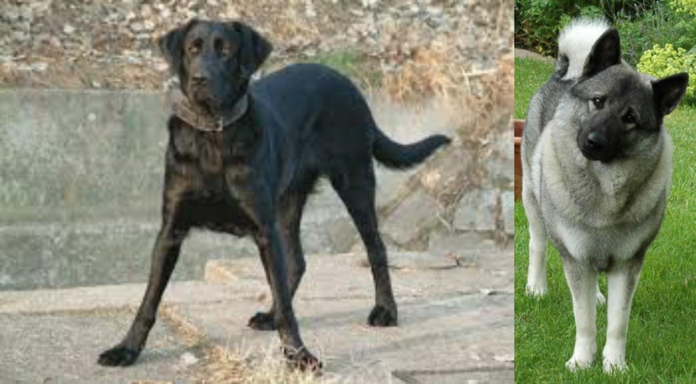 Norwegian Elkhound vs Cao de Castro Laboreiro - Breed Comparison