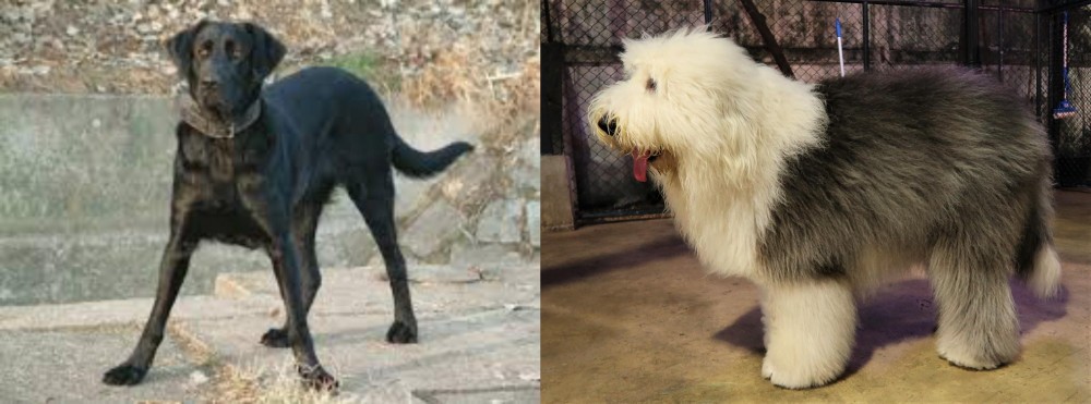 Old English Sheepdog vs Cao de Castro Laboreiro - Breed Comparison