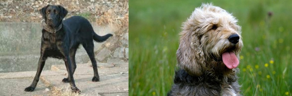 Otterhound vs Cao de Castro Laboreiro - Breed Comparison