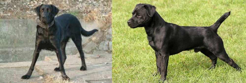 Patterdale Terrier vs Cao de Castro Laboreiro - Breed Comparison