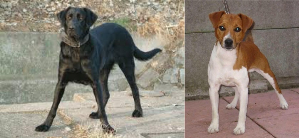 Plummer Terrier vs Cao de Castro Laboreiro - Breed Comparison