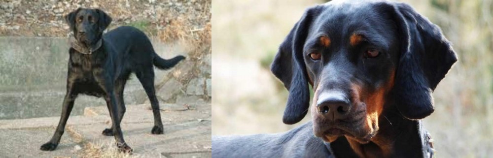 Polish Hunting Dog vs Cao de Castro Laboreiro - Breed Comparison