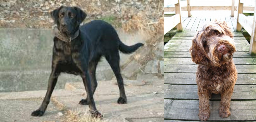 Portuguese Water Dog vs Cao de Castro Laboreiro - Breed Comparison