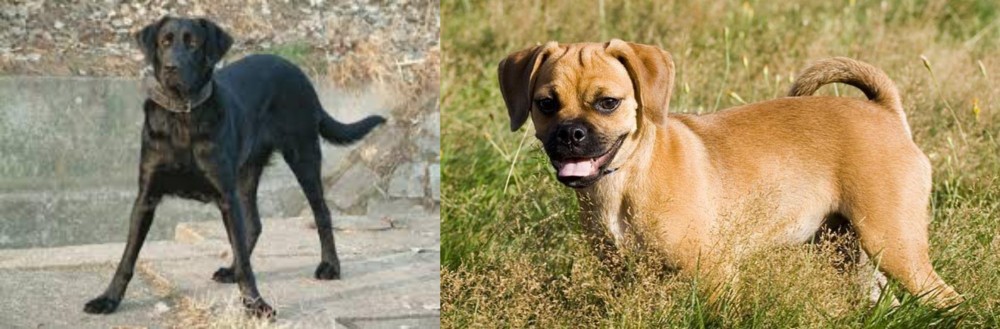 Puggle vs Cao de Castro Laboreiro - Breed Comparison