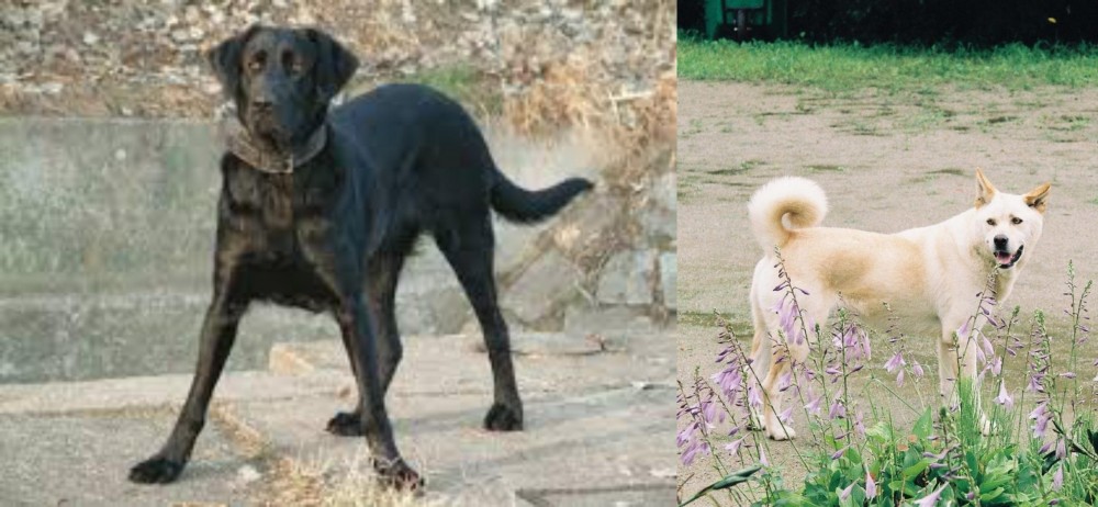 Pungsan Dog vs Cao de Castro Laboreiro - Breed Comparison