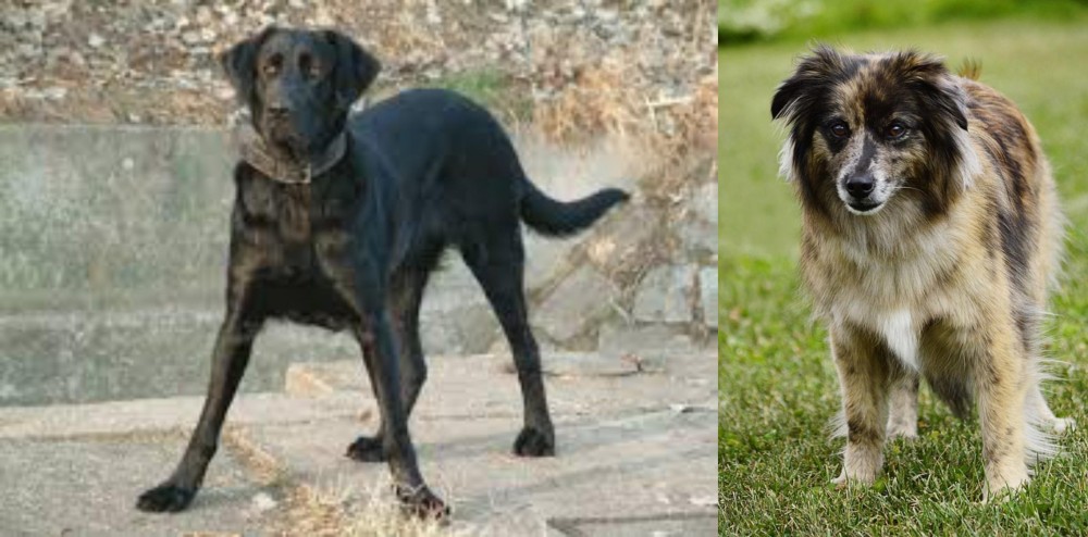 Pyrenean Shepherd vs Cao de Castro Laboreiro - Breed Comparison