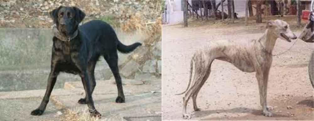 Rampur Greyhound vs Cao de Castro Laboreiro - Breed Comparison