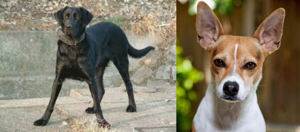 Rat Terrier vs Cao de Castro Laboreiro - Breed Comparison