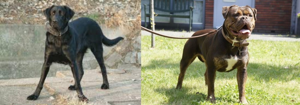 Renascence Bulldogge vs Cao de Castro Laboreiro - Breed Comparison