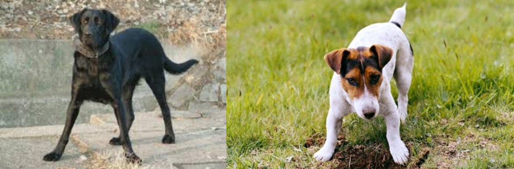 Russell Terrier vs Cao de Castro Laboreiro - Breed Comparison