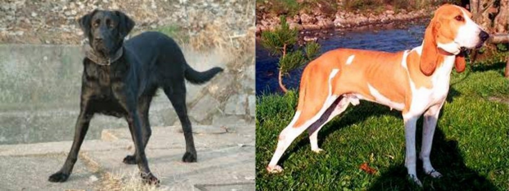 Schweizer Laufhund vs Cao de Castro Laboreiro - Breed Comparison