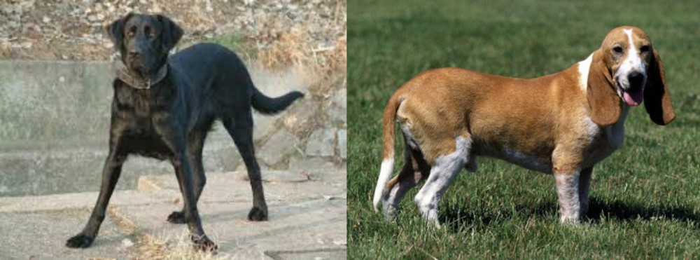 Schweizer Niederlaufhund vs Cao de Castro Laboreiro - Breed Comparison