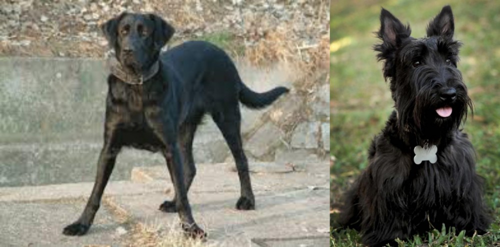 Scoland Terrier vs Cao de Castro Laboreiro - Breed Comparison