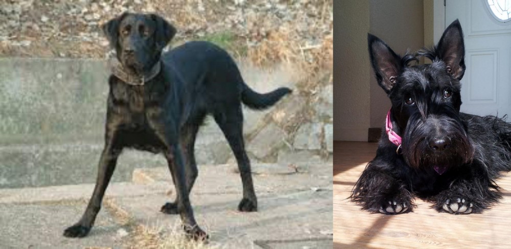 Scottish Terrier vs Cao de Castro Laboreiro - Breed Comparison