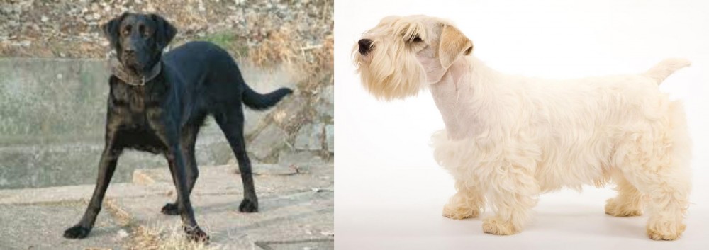 Sealyham Terrier vs Cao de Castro Laboreiro - Breed Comparison
