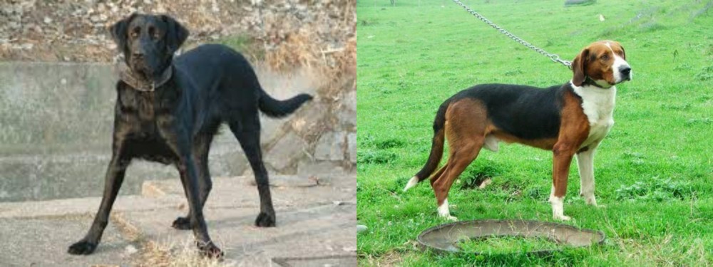 Serbian Tricolour Hound vs Cao de Castro Laboreiro - Breed Comparison