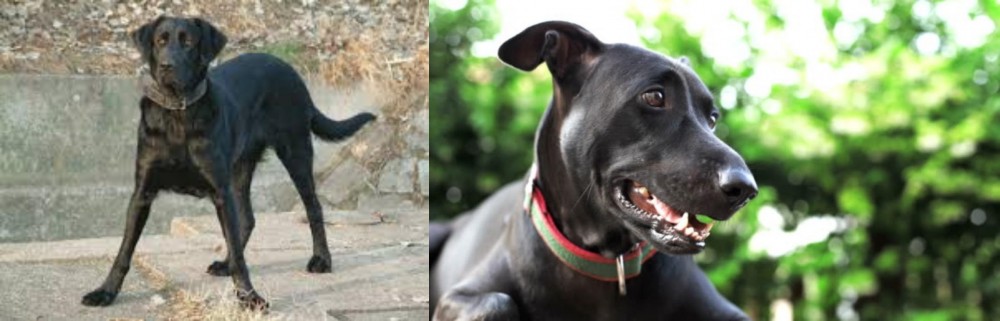 Shepard Labrador vs Cao de Castro Laboreiro - Breed Comparison