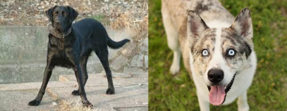 Shepherd Husky vs Cao de Castro Laboreiro - Breed Comparison