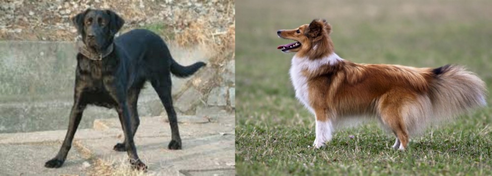 Shetland Sheepdog vs Cao de Castro Laboreiro - Breed Comparison