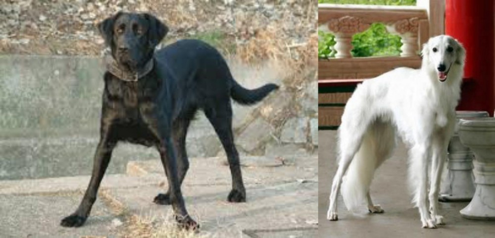 Silken Windhound vs Cao de Castro Laboreiro - Breed Comparison