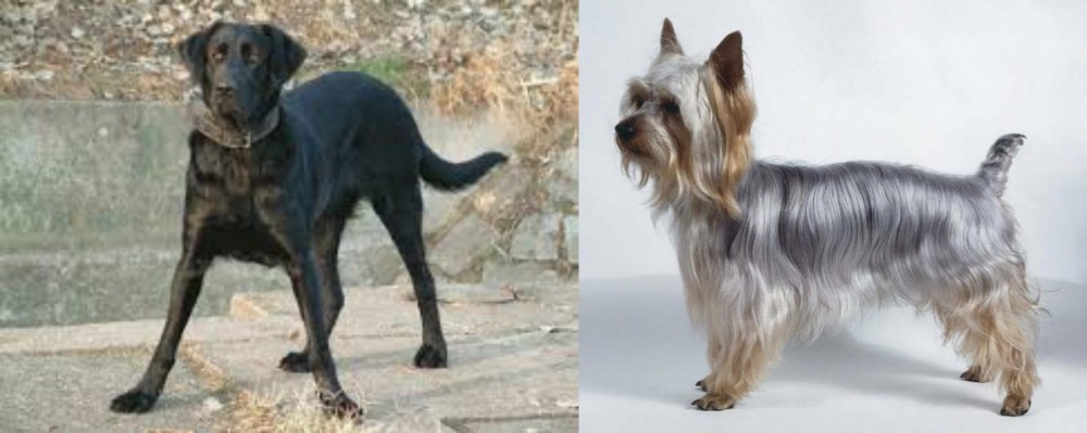 Silky Terrier vs Cao de Castro Laboreiro - Breed Comparison