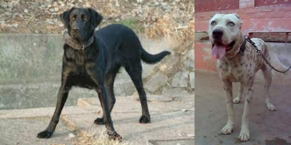 Sindh Mastiff vs Cao de Castro Laboreiro - Breed Comparison