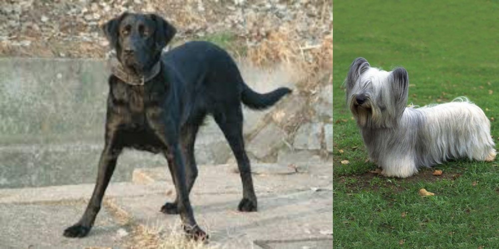 Skye Terrier vs Cao de Castro Laboreiro - Breed Comparison