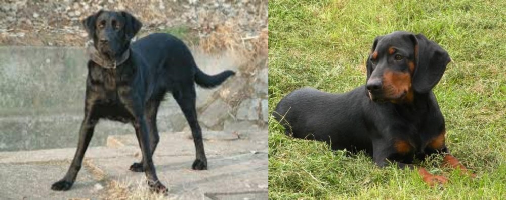 Slovakian Hound vs Cao de Castro Laboreiro - Breed Comparison