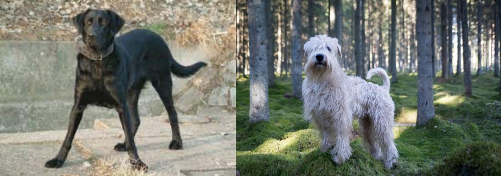Soft-Coated Wheaten Terrier vs Cao de Castro Laboreiro - Breed Comparison