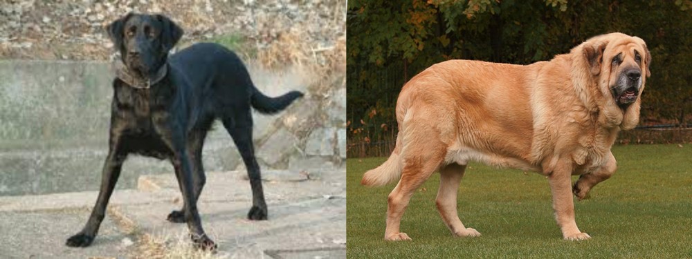 Spanish Mastiff vs Cao de Castro Laboreiro - Breed Comparison