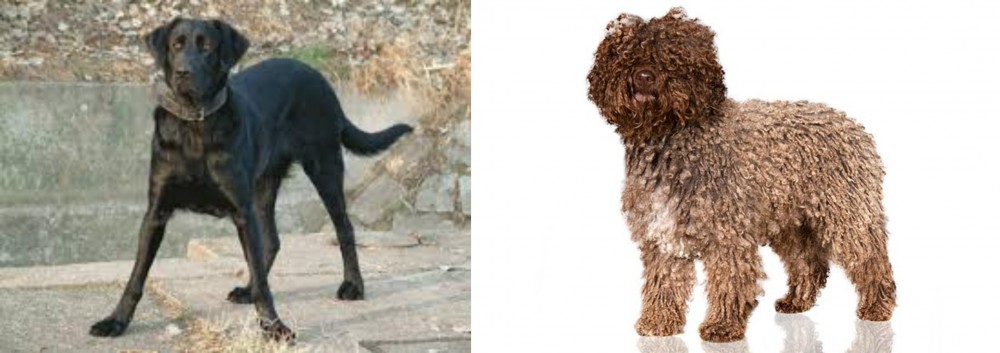 Spanish Water Dog vs Cao de Castro Laboreiro - Breed Comparison