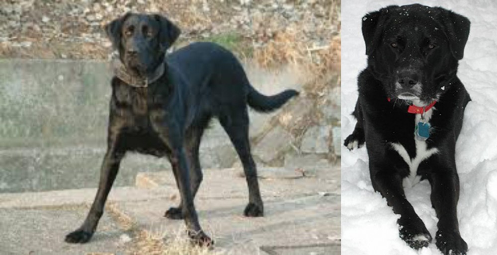 St. John's Water Dog vs Cao de Castro Laboreiro - Breed Comparison