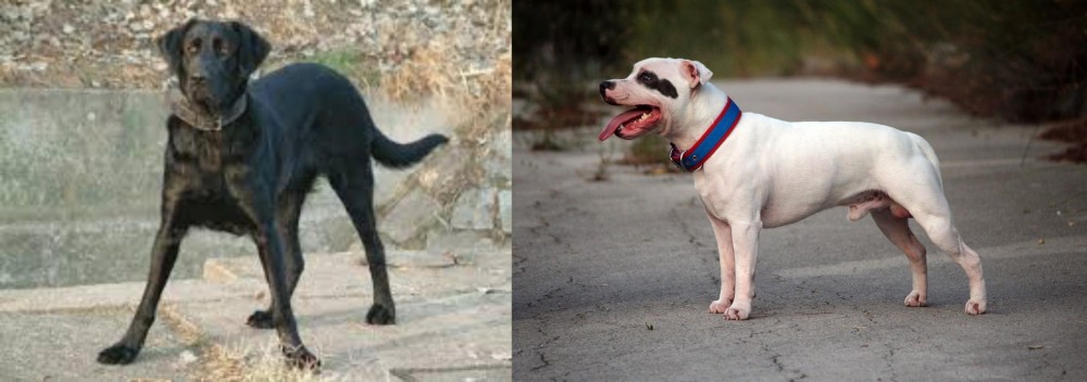 Staffordshire Bull Terrier vs Cao de Castro Laboreiro - Breed Comparison